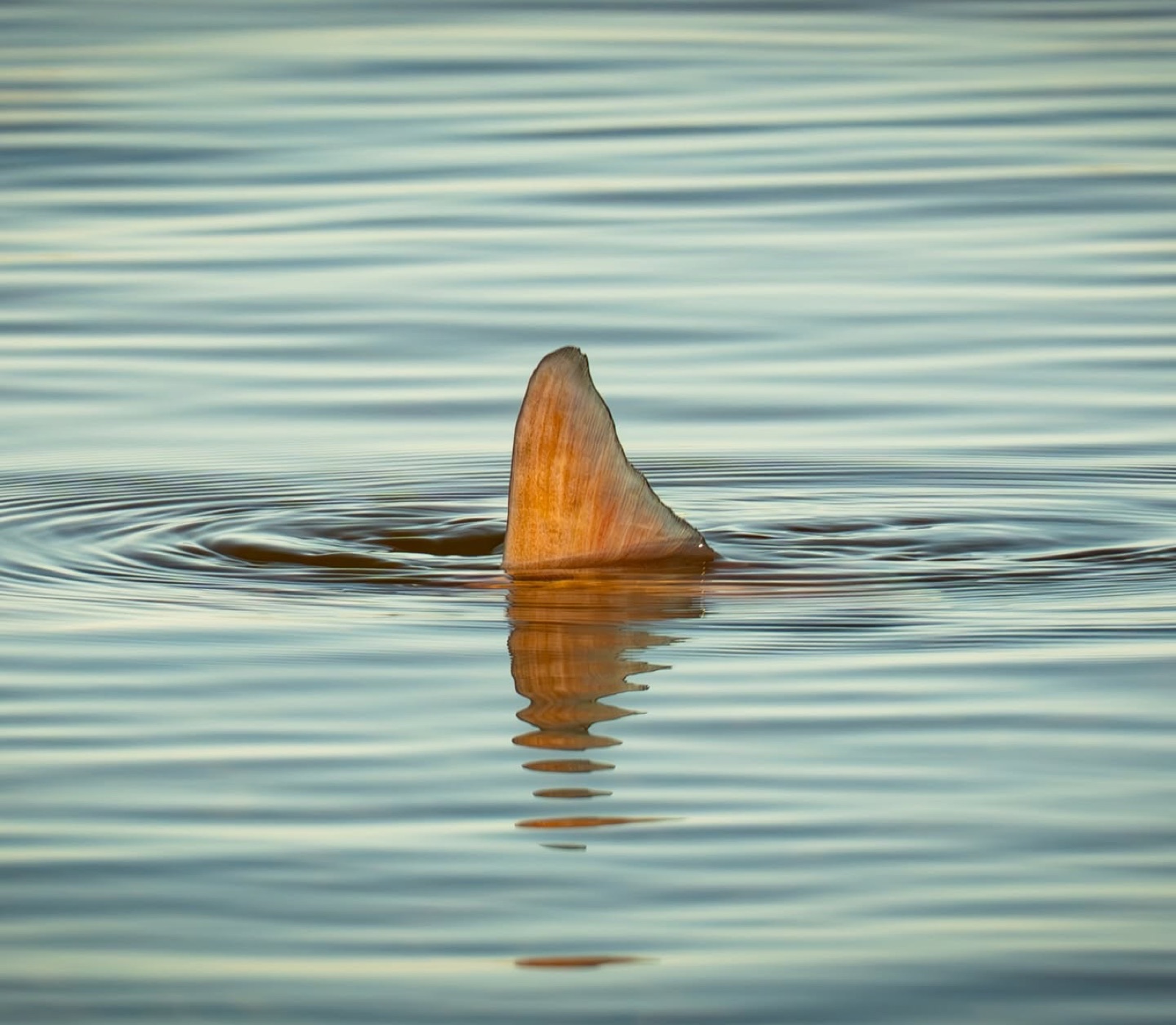 Redfish tail breaking the surface of calm water